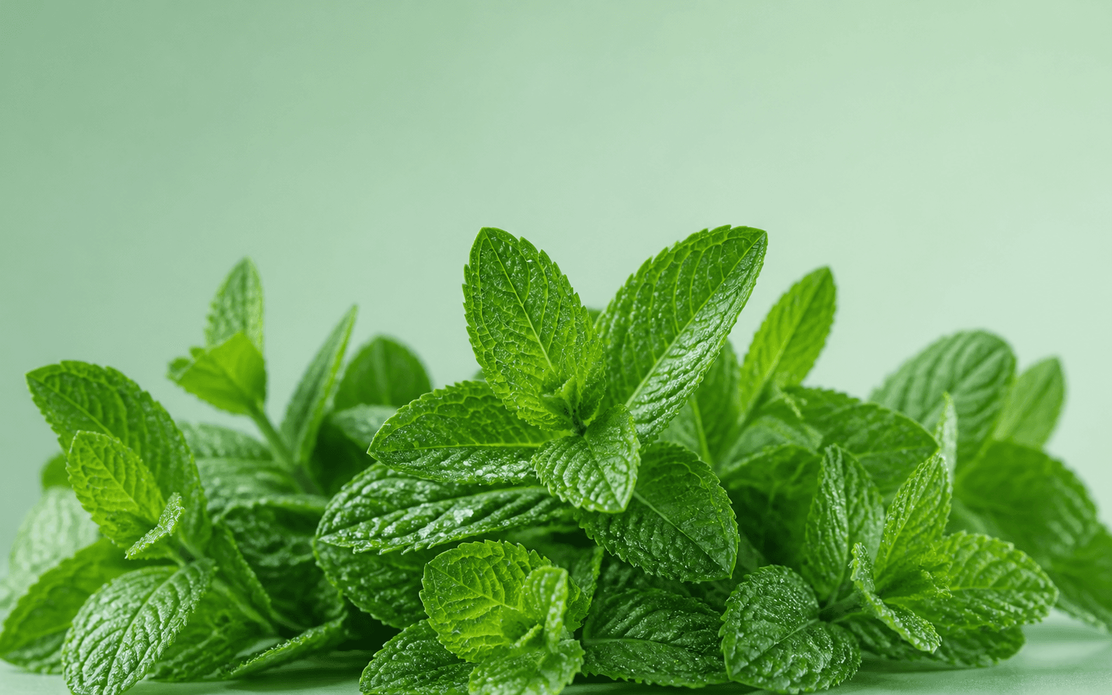 Spearmint flavor atmosphere with fresh ingredients